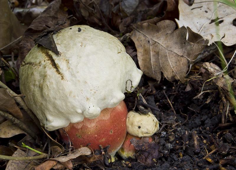 Boletus satanas